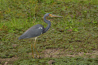 Tricolored heron