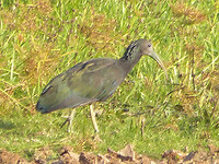 Green ibis