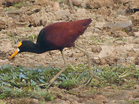 Northern Jacana