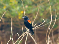 Red winged blackbird