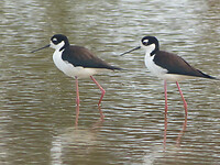 Black necked stilt