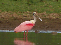 Roseate spoonbill