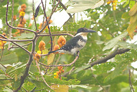 Kingfisher