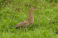 Tigerheron