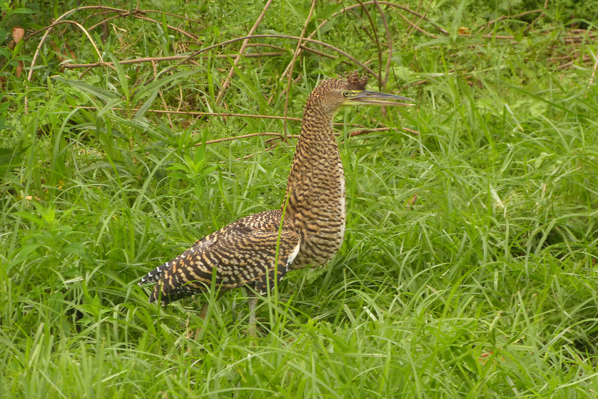 Tigerheron