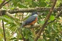 Ringed kingfisher