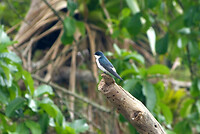 Mangrove swallow