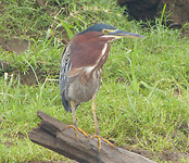 Green heron