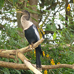 Anhinga