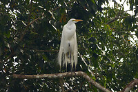 Snowy egret