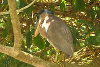 Boat billed heron