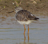 Black bellied plover
