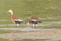 Black bellied whistling duck