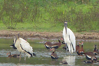 Woodstork