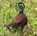 Great Curassow female
