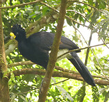 Great Curassow male