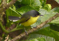 Common tody flycatcher