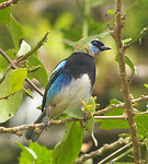Golden hooded tanager