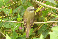 Sooty capped chlorospingus