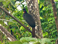 Crested guan