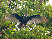 Turkey vulture