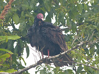 Turkey vulture