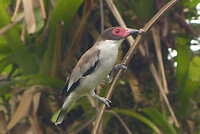 Masked Tityra female
