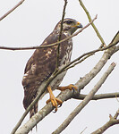 Common black hawk