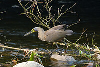 Bare throated tigerheron