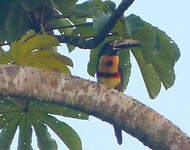 Collared Aracari
