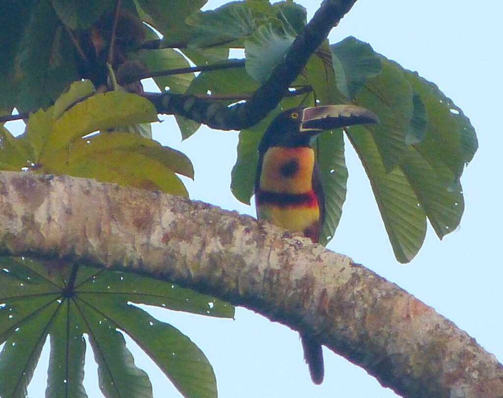 Collared Aracari