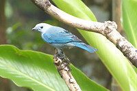 Blue gray tanager