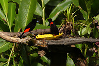 Passerini's tanager