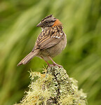 Rufous collared sparrow