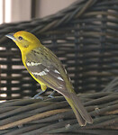 Baltimore oriole