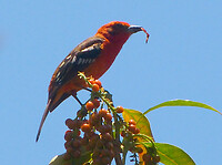 Flame colored tanager male