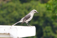 Tropical Mockingbird