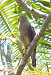 Double toothed kite