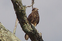 Yellow headed Caracara juvenile