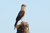 Yellow headed Caracara