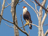 Crested Caracara