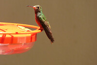 Coppery headed emerald