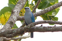 Blue gray tanager