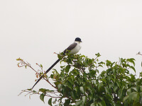 Fork tailed flycatcher