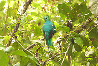 Resplendent Quetzal male