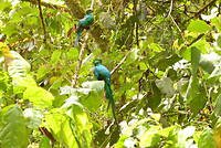 Resplendent Quetzal koppel