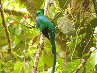 Resplendent Quetzal male