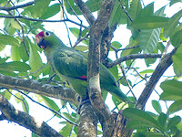 Crimson fronted parakeet