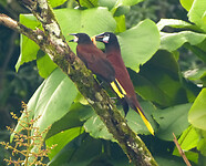 Montezuma Oropendola koppel