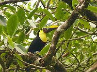 Black mandibled toucan